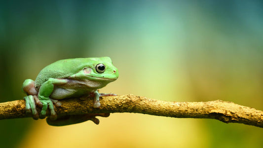 The Eat That Frog Technique: Tackling Procrastination Head-On